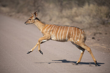 Nyala Female crossing the road
