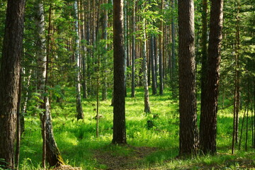 Simple summer forest landscape with green grass
