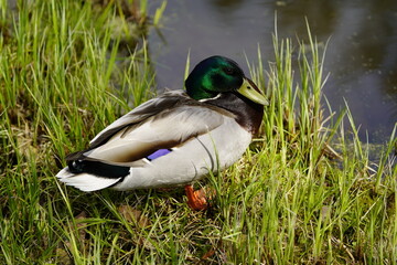 
Mallard, or Wild duck Drake (Anas platyrhynchos ) Anatidae family. Hanover, Germany.
