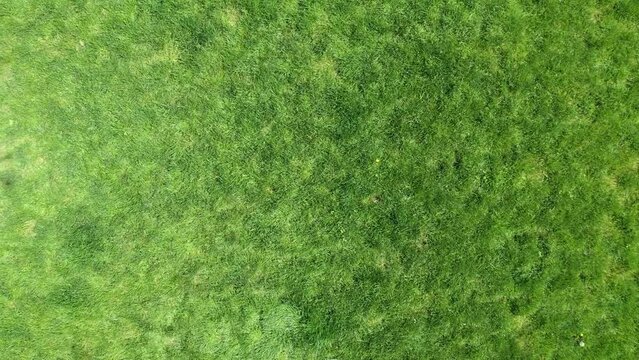 Green grass texture for background. Green lawn pattern and texture background. Close-up.