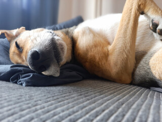 Dog sleeps in funny position. Defocused background. Mongrel is resting, lying on his back, with his paw up. Doggy sleeping on sofa. Cozy pet sleep. Dog lifestyle.