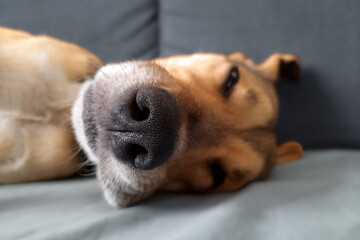 Dog sleeps in funny position. Close-up. Selective focus on animal's nose. Young mongrel is napping on bed in room. Cute doggy ​​muzzle. Defocused background. Sleeping animal.