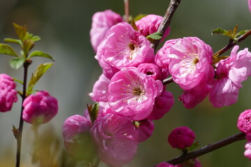 Blüten von einem Mandelbäumchen, prunus triloba