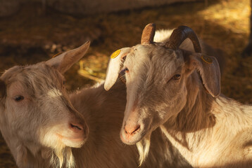 Goats on animal farm.High quality photo.