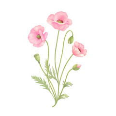 かわいいピンク色のポピーの花