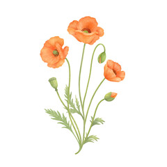 可愛いオレンジ色のポピーの花