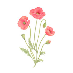 Obraz premium 水彩風のかわいい赤色のポピーの花