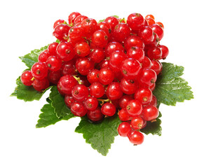 Red currant isolated on white - obrazy, fototapety, plakaty