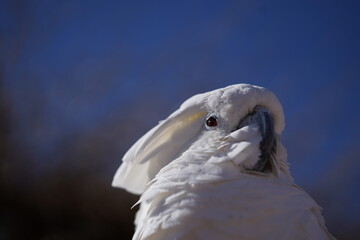 タイハクオオム（ローアングル）