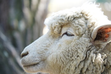Fototapeta premium 目が半開きなヒツジ