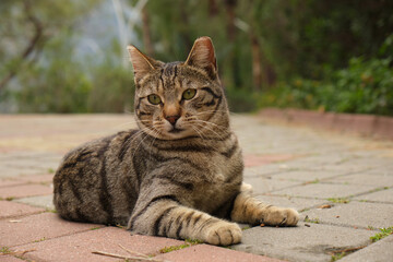 a street cat is lying on the sidewalk