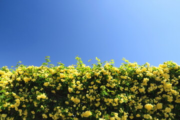 春のモッコウバラの生垣と青空