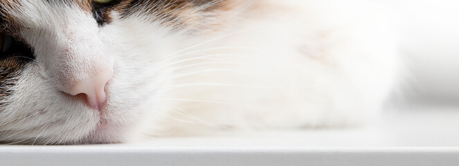 close-up of a cat's nose, whiskers and mouth. Space for text. photography