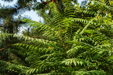 Young branches of Rhus typhina tree (Staghorn sumac, Anacardiaceae) on blurred background of greenery of garden. Selective focus. Bright green sumac leaves on fluffy branch. Natural texture background