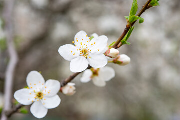 Blooming apple tree on a blurred natural background. Selective focus. High quality photo