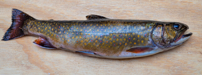 Freshly caught brook trout