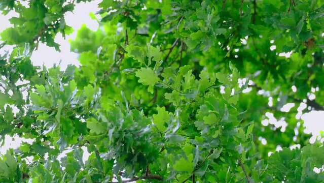Rain Storm, Wind Gusts, young green oak foliage, Quercus robur leaves, spring, summer season in park, forest with blurry bokeh, nature protection, concept Severe Weather, background for designer