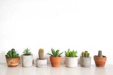 group of cactus and succulent on table