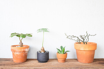 plant in a pot at home