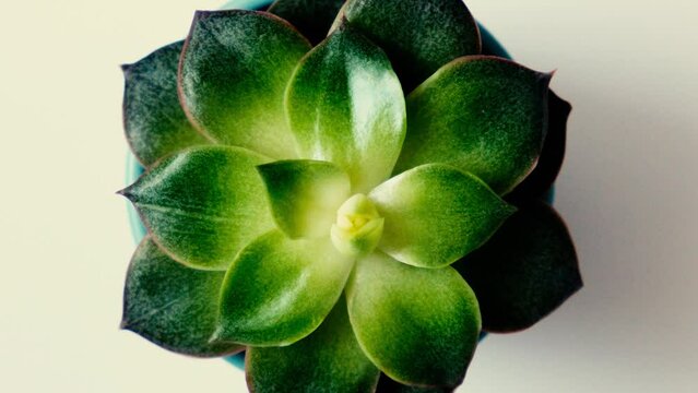 Close up beauty fresh succulent, Echeveria flower, top view rotation moving shot, slowly spinning, Fibonacci golden ratio concept