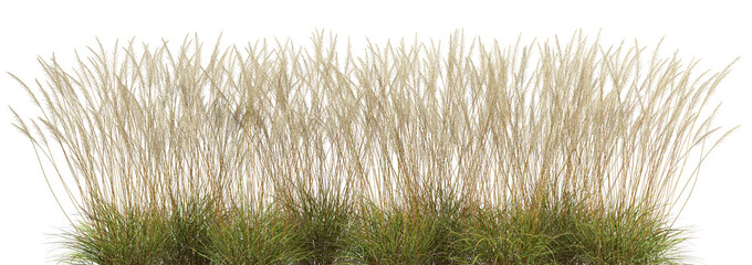 High tropics grass meadow flora growth row cutout backgrounds 3d render png file
