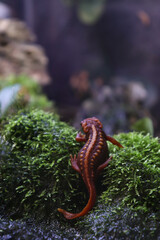 Back View of an Emperor Newt on a Rock and Little Plants