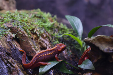 Emperor Newt's Side View on a Rock and Nature Habitat