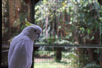 A White Feathered Cockatoo on the Branch Looking at the Other Way opposite to the Body