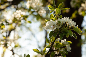 beautiful spring  white cherry tree blossom