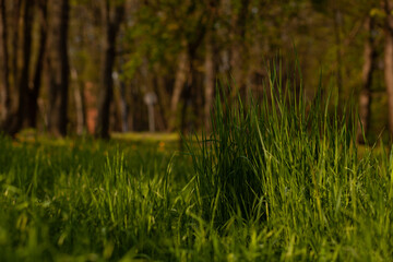 fresh spring green grass in the park