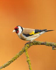 Bird Goldfinch Carduelis carduelis , small amazing bird, winter time in Poland Europe