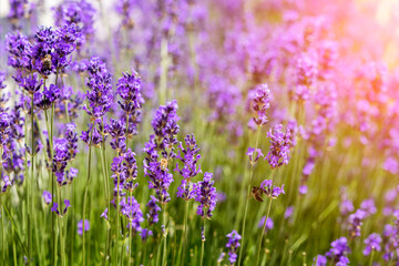 Lavender Flower Field with Bee on Sunrise. Purple Lavender Flowers in Garden. 