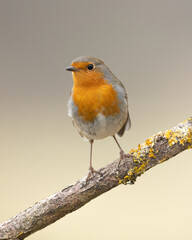 Bird Robin Erithacus rubecula, small bird, spring time in Poland Europe