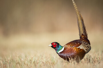 Common pheasant Phasianus colchius Ring-necked pheasant in natural habitat, grassland in early spring