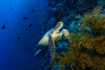 Green Sea Turtle (Chelonia mydas) on a coral reef