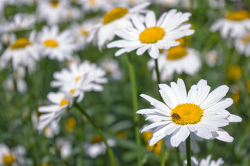Obraz na płótnie Canvas Background of daisies in the summer field