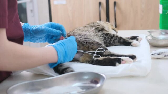 The veterinarian castrates the cat, blocks the spermatic cord.An operation performed by a veterinarian
