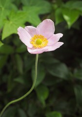 Closeup shot of beautiful pink Japanese Anemone flower