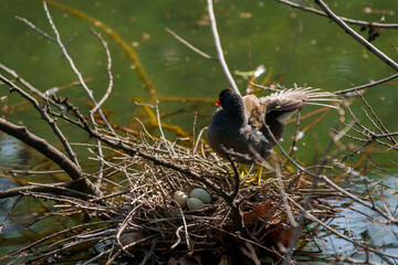 Giardini Montanelli, public park in Milan at springtime. A bird with its eggs