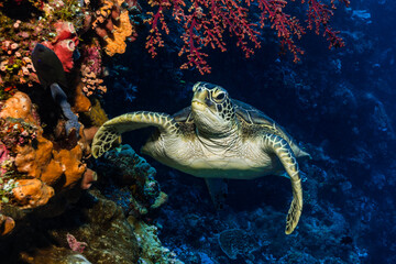 Green sea turtle (Chelonia mydas) on a coral reef