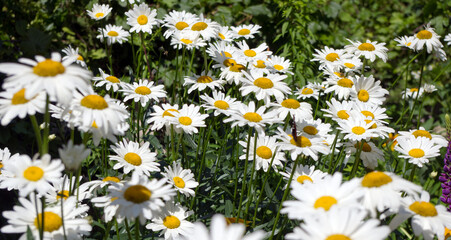 Background of daisies in the summer field