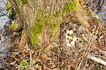 A clutch of a wild duck. Duck nest on the pond. An unusual place for eggs.