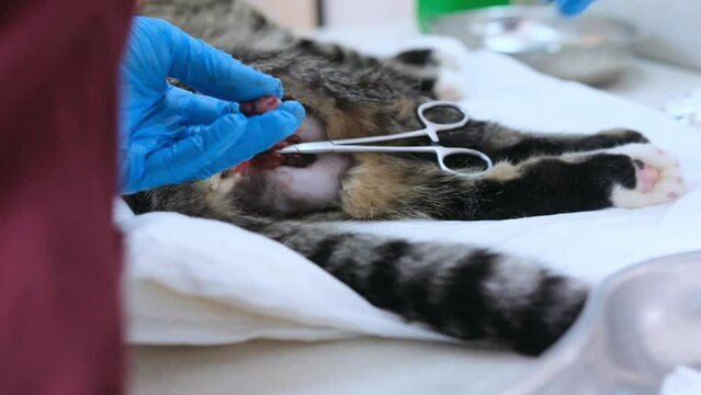 The veterinarian castrates the cat by cutting the spermatic cord with scissors.An operation performed by a veterinarian