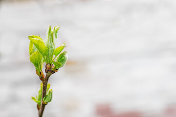 young leaves bloom on apple trees, horticultural disease and garden pest