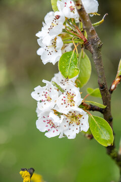 Kirschbl&uuml;ten
