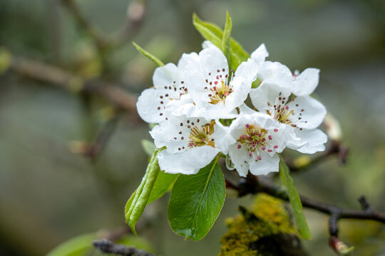 Kirschbl&uuml;ten
