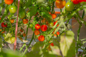 Small cherry tomatoes on a branch in the garden are red and not ripe