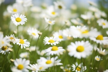 Fototapeta premium floral spring space background copy flowers space nature green leaf blossom beautiful. Generative AI.
