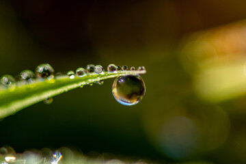 grass tip with dew macro