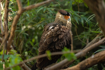 Crested caracara